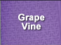 Grape Vine